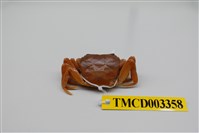 藏品(拉氏清溪蟹)的圖片